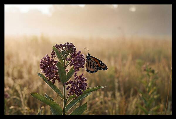 Monarch Butterfly On Purple Milkweed