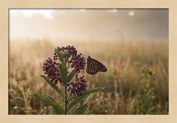 Monarch Butterfly On Purple Milkweed
