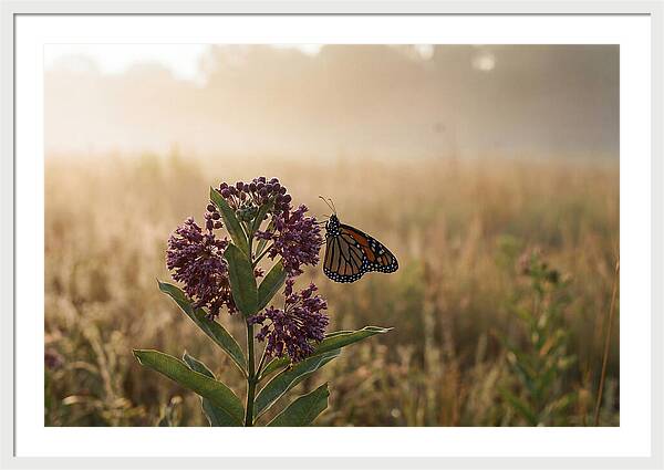 Monarch Butterfly On Purple Milkweed