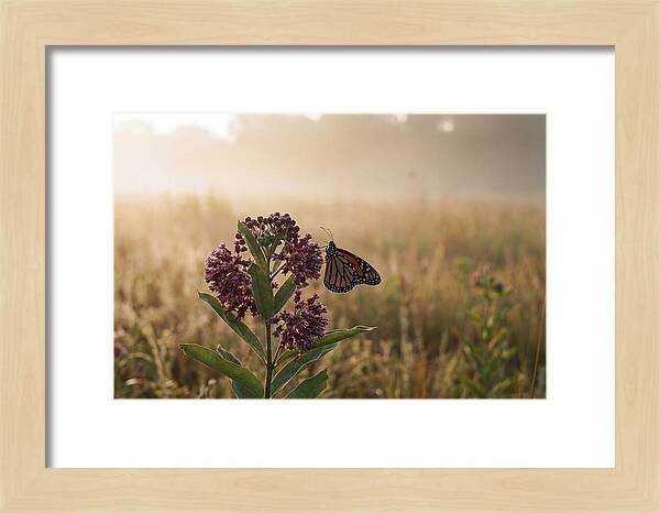 Monarch Butterfly On Purple Milkweed