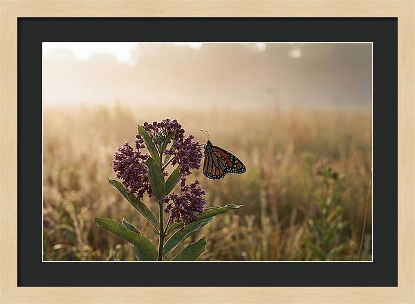 Monarch Butterfly On Purple Milkweed