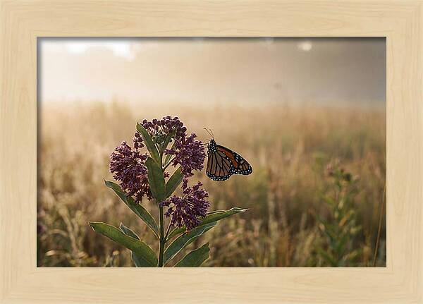Monarch Butterfly On Purple Milkweed