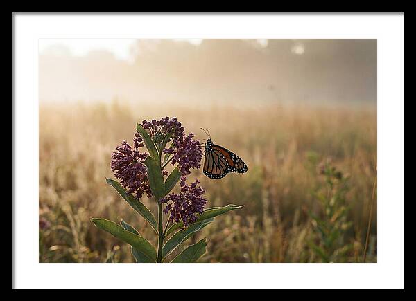 Monarch Butterfly On Purple Milkweed