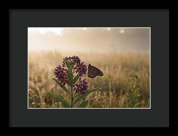 Monarch Butterfly On Purple Milkweed
