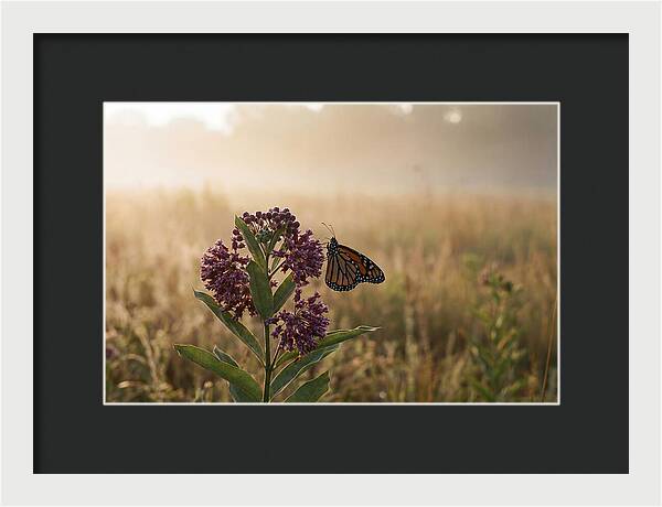 Monarch Butterfly On Purple Milkweed