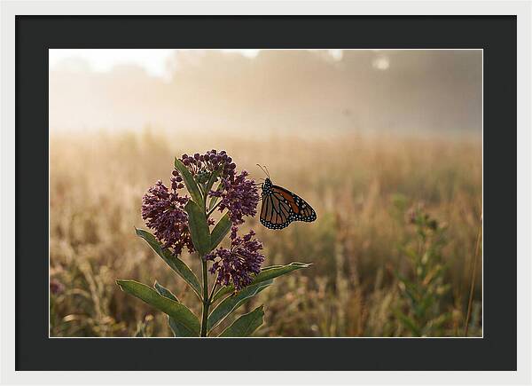 Monarch Butterfly On Purple Milkweed