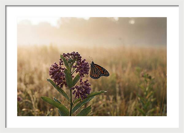 Monarch Butterfly On Purple Milkweed