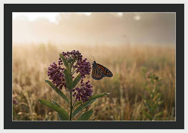Monarch Butterfly On Purple Milkweed
