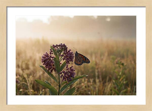 Monarch Butterfly On Purple Milkweed