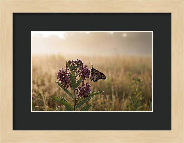 Monarch Butterfly On Purple Milkweed