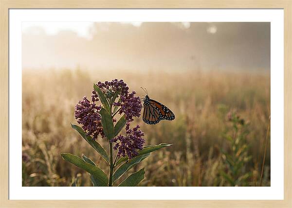 Monarch Butterfly On Purple Milkweed