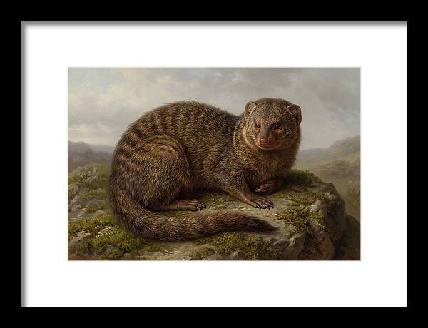 Mongoose Resting On A Rock