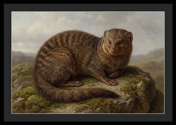 Mongoose Resting On A Rock
