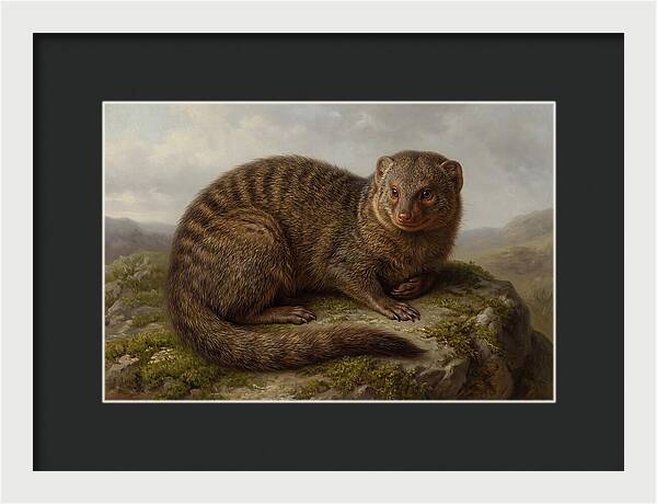 Mongoose Resting On A Rock