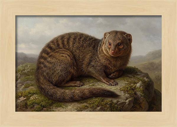 Mongoose Resting On A Rock