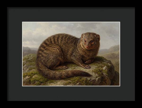 Mongoose Resting On A Rock