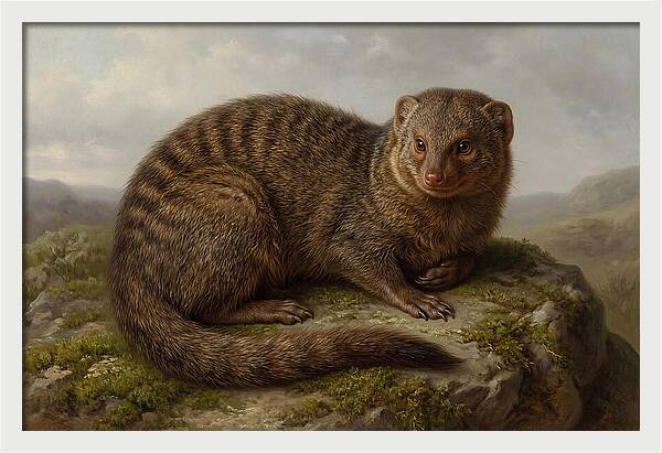 Mongoose Resting On A Rock