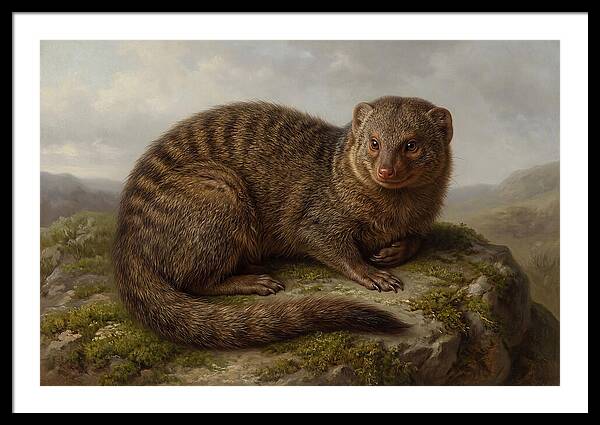 Mongoose Resting On A Rock