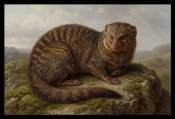 Mongoose Resting On A Rock