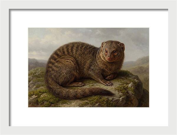 Mongoose Resting On A Rock