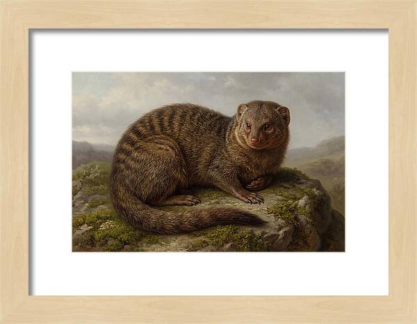 Mongoose Resting On A Rock