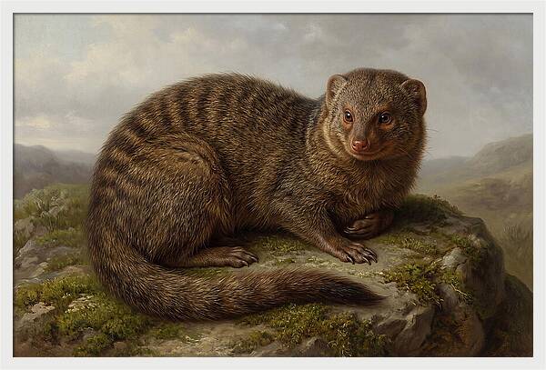 Mongoose Resting On A Rock
