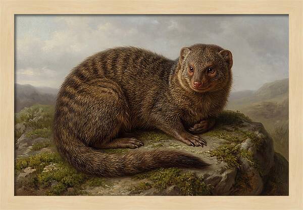 Mongoose Resting On A Rock