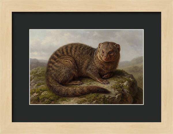 Mongoose Resting On A Rock