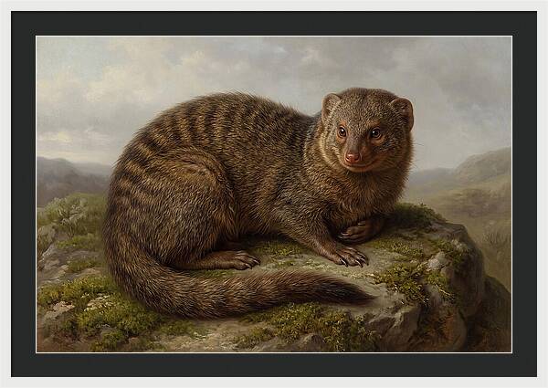 Mongoose Resting On A Rock