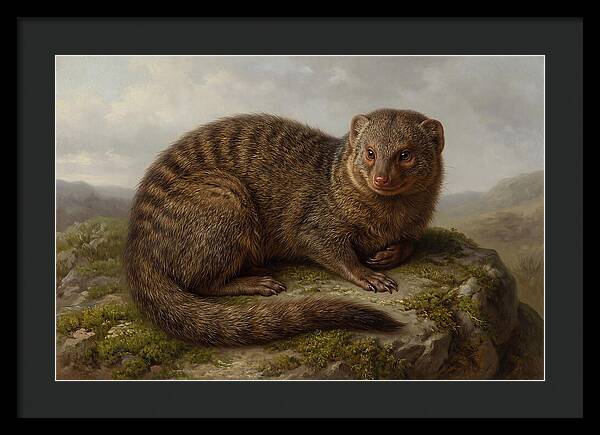 Mongoose Resting On A Rock