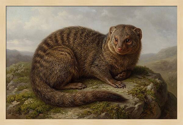Mongoose Resting On A Rock