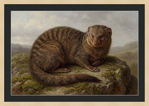 Mongoose Resting On A Rock