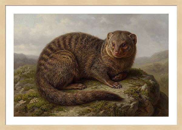 Mongoose Resting On A Rock