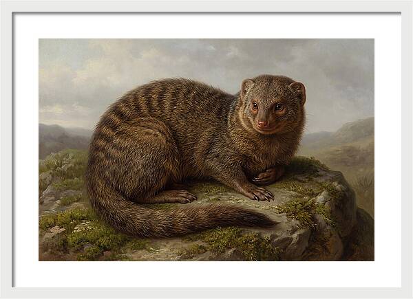 Mongoose Resting On A Rock