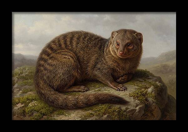Mongoose Resting On A Rock