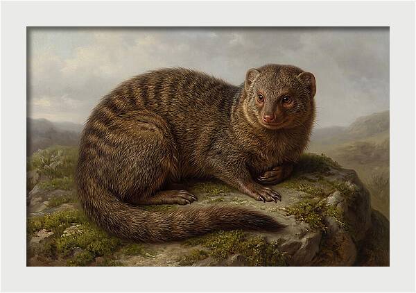 Mongoose Resting On A Rock