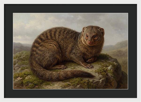 Mongoose Resting On A Rock