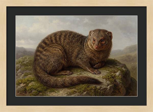 Mongoose Resting On A Rock