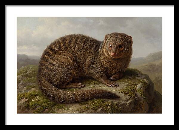 Mongoose Resting On A Rock