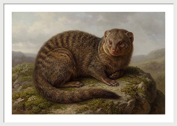Mongoose Resting On A Rock