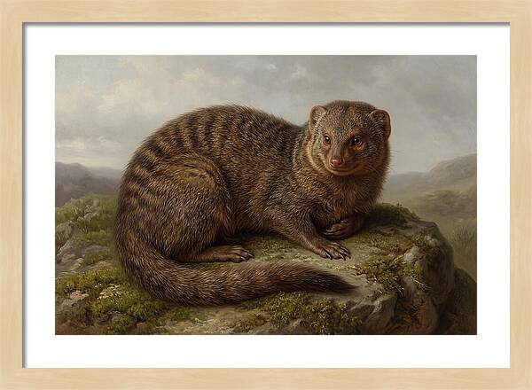 Mongoose Resting On A Rock