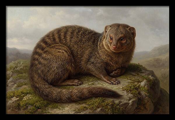 Mongoose Resting On A Rock