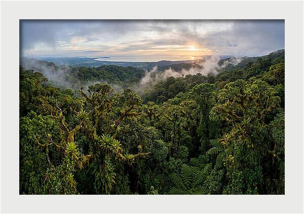 Monteverde Cloud Forest At Dusk