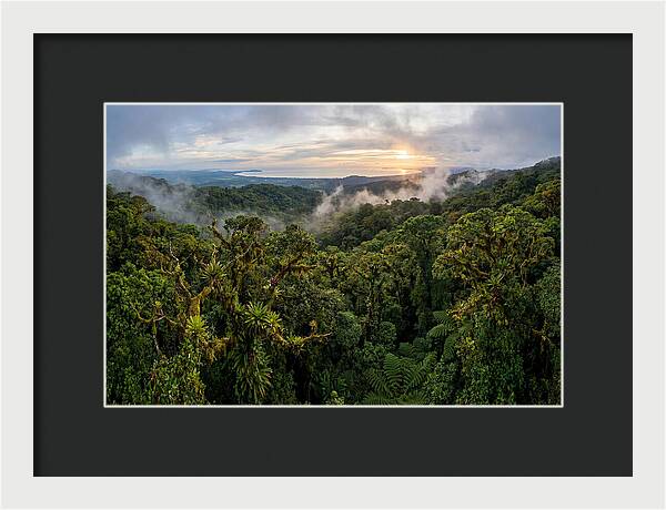 Monteverde Cloud Forest At Dusk
