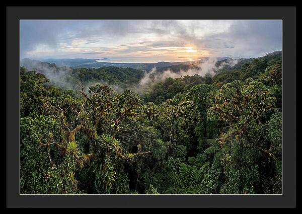 Monteverde Cloud Forest At Dusk