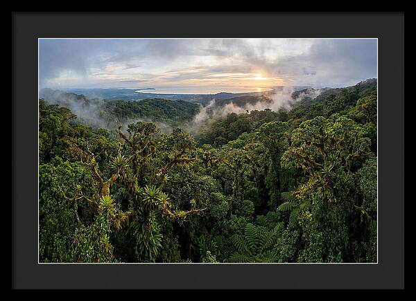 Monteverde Cloud Forest At Dusk