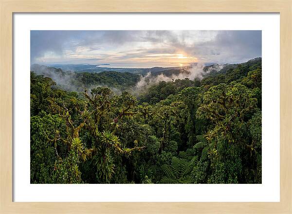Monteverde Cloud Forest At Dusk