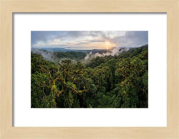 Monteverde Cloud Forest At Dusk