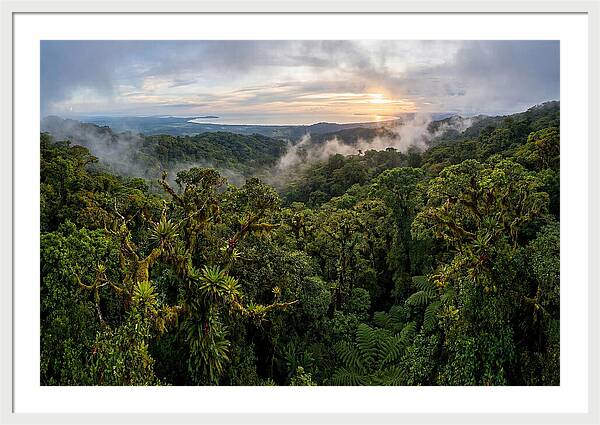 Monteverde Cloud Forest At Dusk