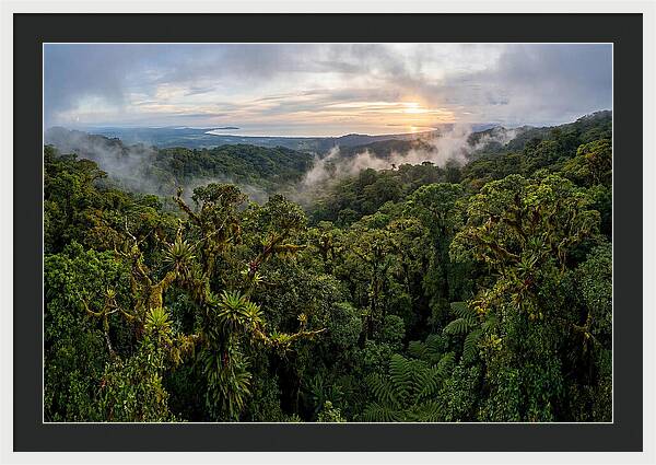 Monteverde Cloud Forest At Dusk